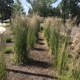 Tower Perennial Gardens