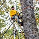 Yellow Ribbon Tree Experts - Stump Removal & Grinding