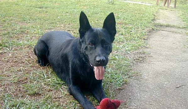 VomSirius Working Dogs - Mount Tarampa, QLD