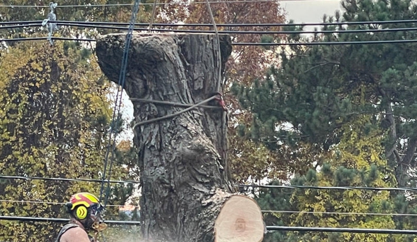 Davis Tree Service