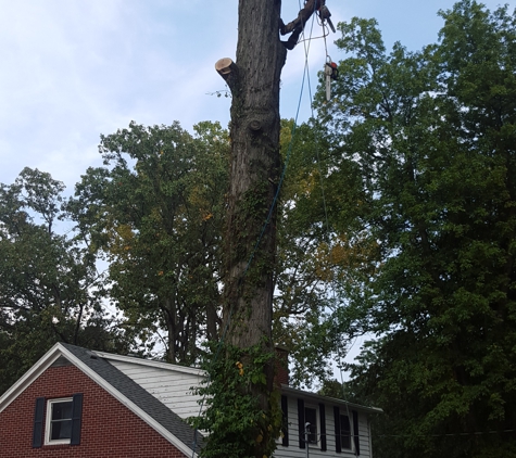 S&S Property Maintenance Tree Service - Springfield, OH. Big Oak