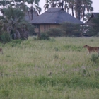 Ombeni African Safaris