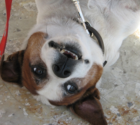 Sandy's Clipper One-Hour Grooming - Arnold, MO