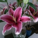 Accents By Judy - Florists