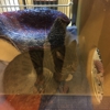 PetSmart gallery