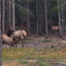 Wind River Ranch - Ranches