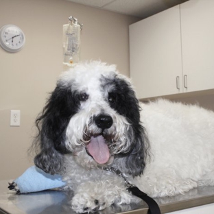 Village Animal Hospital - Larchmont, NY