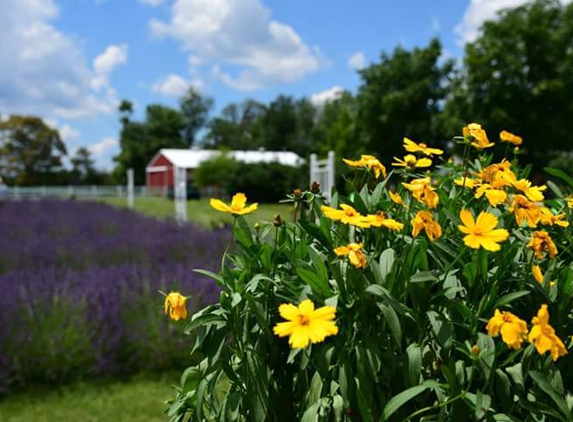 Purple Rain Lavender Farm - Churchville, MD