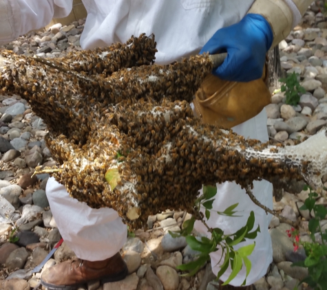 Buzzing Best Farms - Tucson, AZ