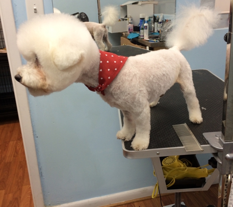 Canine Beach Grooming - Oakland Park, FL