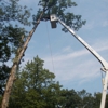 Gentile Tree Care, LLC gallery