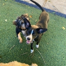 Familypetretreat - Pet Sitting & Exercising Services