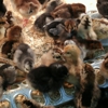 Kahoots Pet Store gallery