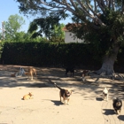 Dogwood Cage-Free Daycare Center For Dogs