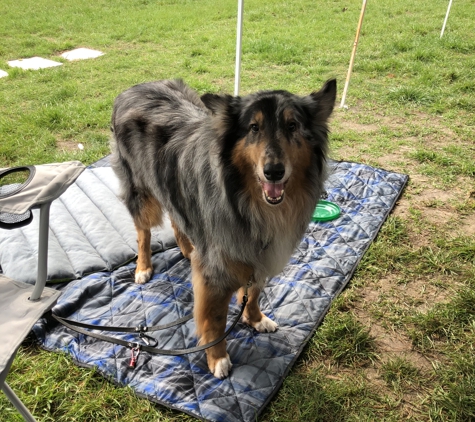 Stacy's Dog Grooming - Kingwood, TX. Collie