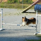 Dog Playland