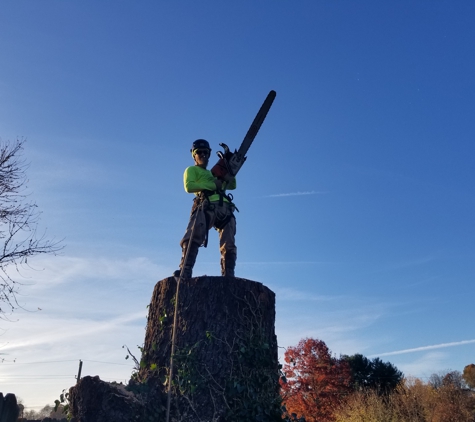 Johnson's Tree Care - Big Stone Gap, VA