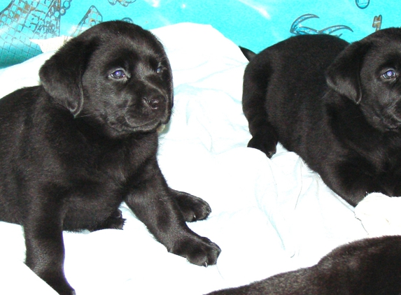 Cherry Oaks Labradors - Beaumont, CA. CHERRY OAKS BLACK ENGLISH LABRADOR PUPPIES