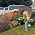 Blue Ox Stump Removal