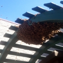 PLAN BEES - Bee Control & Removal Service
