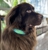Porters 4 Pets - Pet Transport Services