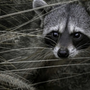 Rocky Mountain Pest Control - Pest Control Services