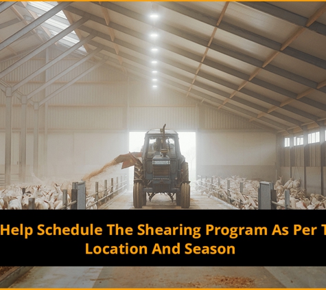 Huey's Run Shearing & Crutching - Brucedale, NSW. We Help Schedule The Shearing Program As Per The Location And Season
