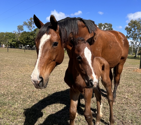 Acacia Veterinary Surgery - Yeppoon, QLD