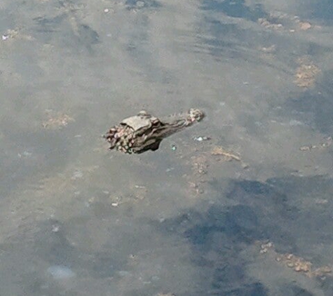 Savannah National Wildlife Refuge - Hardeeville, SC