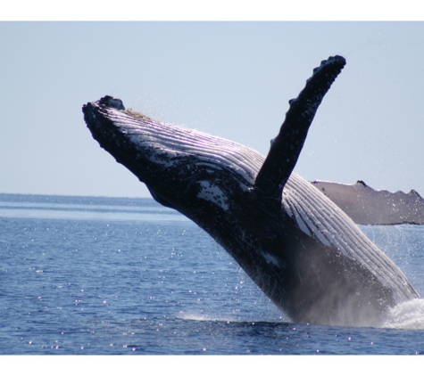 Spirit Of Hervey Bay Whale Watching - Urangan, QLD