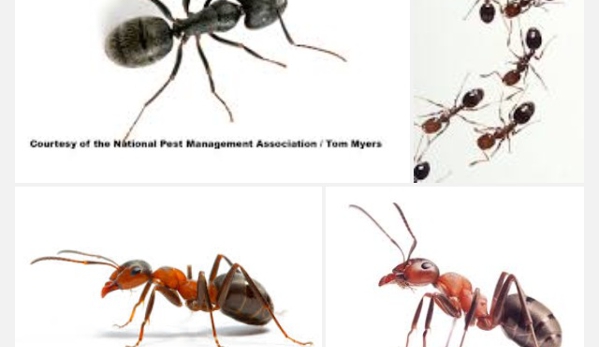 A&K Pest Mgmt. LLC - Queens Village, NY