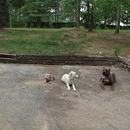 Iron Will Dog Training - Guard Dogs