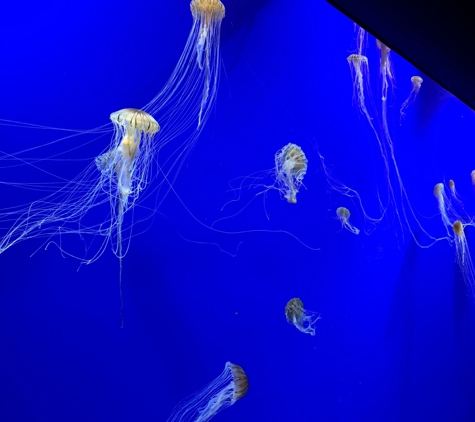 Georgia Aquarium - Atlanta, GA