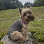 Terri's Canine Creations