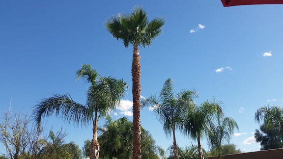 TDR Tree Services - Mesa, AZ. palm tree trimming in Mesa Arizona