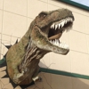 Glendive Dinosaur and Fossil Museum gallery