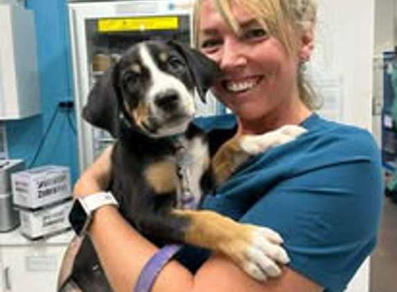Hammett Street Veterinary Surgery - Currajong, QLD