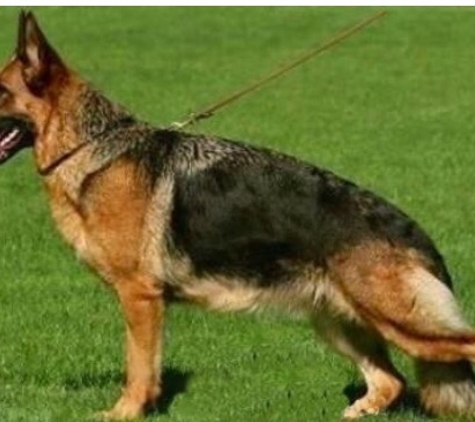 German Shepherd Breeder - Torrance, CA. Great German imported parents.