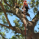 SCS Trees - Tree Service