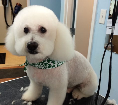 Canine Beach Grooming - Oakland Park, FL