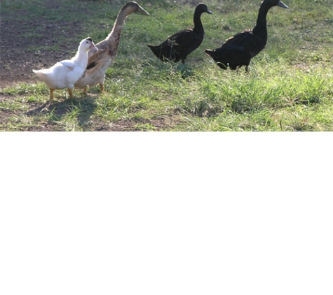 Cheep & Quack Hatchery - Deer Vale, NSW