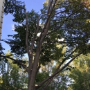 Foothills Tree Experts - Tree Service