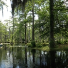 Cypress Gardens