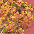 Always for You Flowers Wholesale and Retail Florist - Wholesale Florists