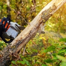 Tarzan Tree Removal - Tree Service