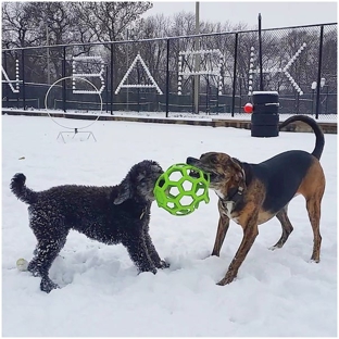 Jackson Bark - Dog Park - Chicago, IL