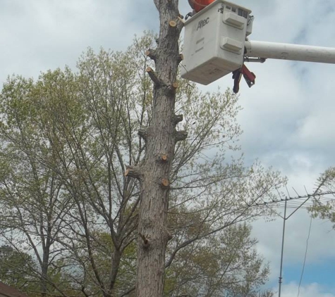 Marshall's Tree Service LLC - Hanceville, AL