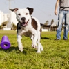 Rapid Results Dog Training gallery