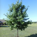 Tree Green Tree Service - Landscaping & Lawn Services