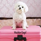 Wachter Engel Boarding Kennel